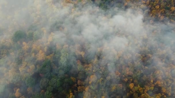 Bovenaanzicht door de mist op de kleurrijke bomen van het herfstbos — Stockvideo