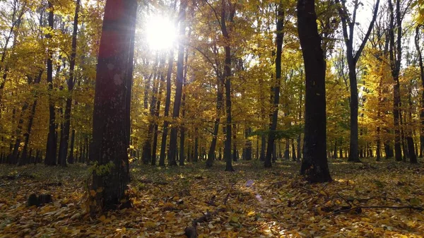 Hermoso Bosque Otoño Con Hojas Coloridas Caídas Resplandor Del Sol —  Fotos de Stock