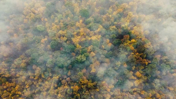 Blick Von Oben Auf Herbstwald Und Morgennebel Der Über Den — Stockfoto