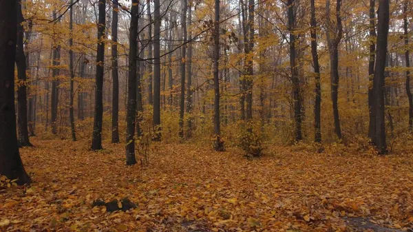 Помаранчевий Ліс Якому Падає Листя Красива Природа Ранковий Туман — стокове фото