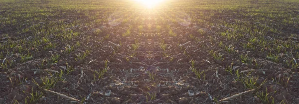 Panorama Trigo Brotando Campo Amanecer Brotes Trigo Brotados Del Suelo — Foto de Stock