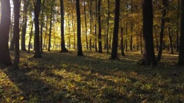 Sabah güneşi sonbahar sarı ormanına nüfuz eder.