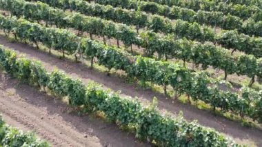 Üzüm bağı çiftliği. Asma sıralarının üzerinden uç.