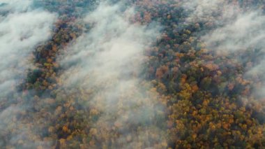 Sonbahar ormanının en üst manzarası ve ormanın üzerinde sabah sisi uçuşuyor. Yoğun bir ormanda renkli ağaçlar
