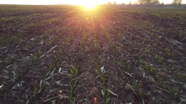 Germinando grano de trigo en un campo de agricultura, vista del amanecer en un campo con cultivos — Vídeos de Stock