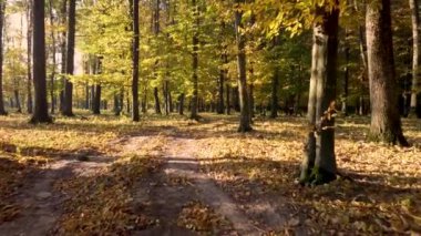 Sonbahar ormanına giden yol. Sabah güneşi ağaçlar ve sarı yapraklar arasında ışıldıyor..