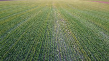 Genç buğday ekinleriyle dolu bir tarla. Tomurcuklanan tahıl sıraları