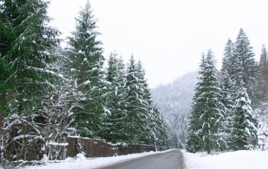 Karla kaplı ormanın arasındaki asfalt yolda. Alp ormanlarında yol.