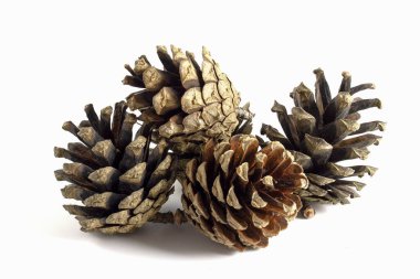 Beyaz arkaplanda çam kozalakları izole