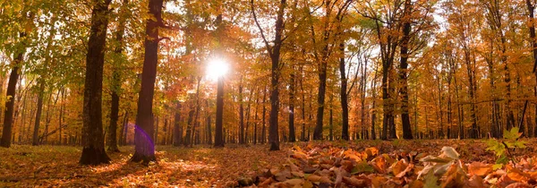 Paisaje Otoñal Formato Panorámico Bosque Colores Cálidos Vibrantes Con Sol —  Fotos de Stock
