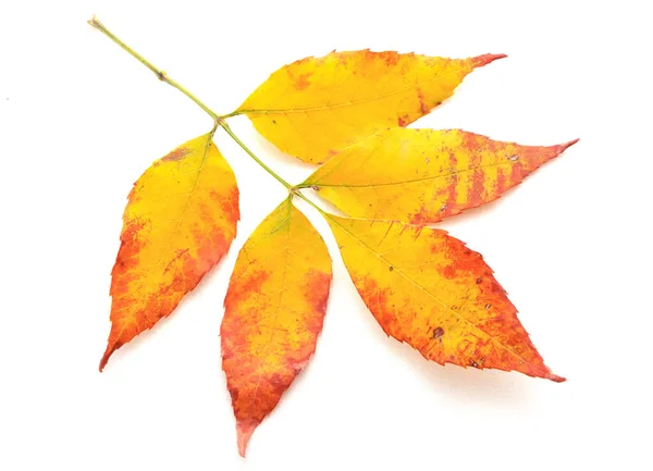 Yellow Red Leaves Isolated White Background — Stock Photo, Image