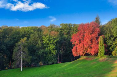 Parkta Eylül manzarası. Ağaç yeşil bitkilerin arasından sarı yapraklarını döküyor. Sonbaharın başlarında, ortasında yeşil bir çim olan bir vadide
