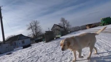 Labrador ve Jack Russell Terrier, soğuk bir kış gününde iki köpekle yürüyüşe çıkıyorlar..