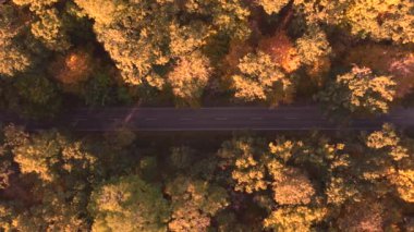 Sonbahar ormanı boyunca uzanan yol, renkli doğanın güzel manzarasının en üst görüntüsü.