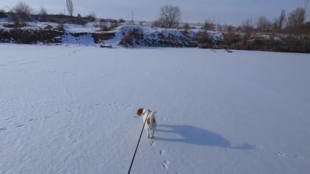 Jack Russell Terrier loopt in de sneeuw. De hond uitlaten aan een riem. Langzame beweging. — Stockvideo