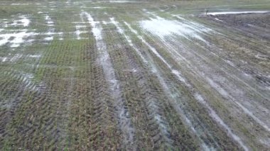 Sonbaharda genç buğday mahsullerini sel basmış. Yağmur suyu olan bir çiftlikte tarla