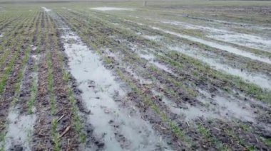 Yağmur suyu olan bir çiftlikte buğday tarlası. Karların erimesi ve ekinlerin sular altında kalması