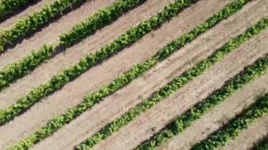En iyi üzüm bağı manzarası. Bir tarım bağında havadan insansız hava aracı