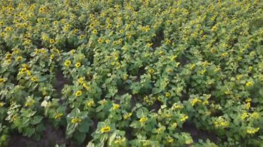 Yazın açan ayçiçeği tarlasının üzerinde.