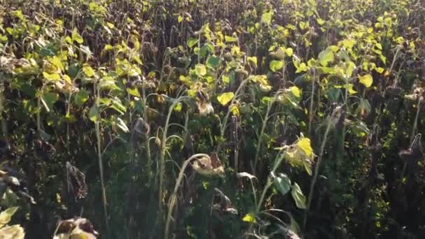 農業の分野で乾燥したヒマワリの茎. — ストック動画