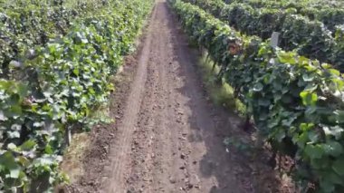 Üzüm bağları arasında yavaş bir uçuş. Üzüm bağı tarlalarında düzgün bir hareket. Ekinlikte üzüm bağları.