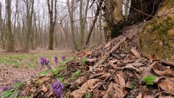 울창 한 봄 숲에서 서식한다. 자연계 최초의 꽃들. — 비디오