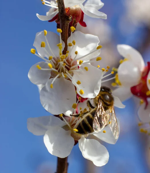 Tak Met Abrikozenbloemen Waarop Een Bij Zit Selectieve Focus Lentebloemen — Stockfoto