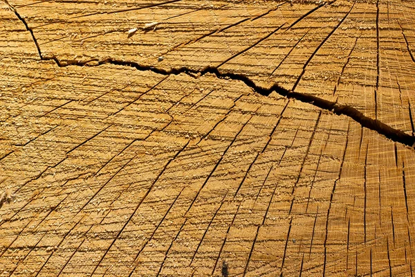 Boom Stam Textuur Achtergrond Close Van Gescheurd Hout — Stockfoto