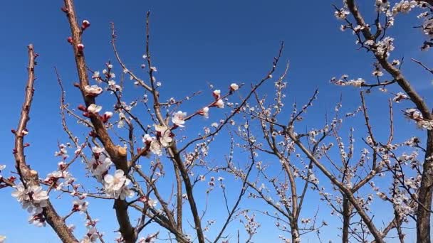 Branches avec fleurs d'abricot sur fond de ciel bleu. — Video