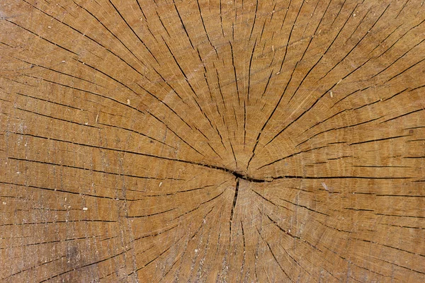 Vista Macro Close Seção Árvore Madeira Corte Final Com Rachaduras — Fotografia de Stock