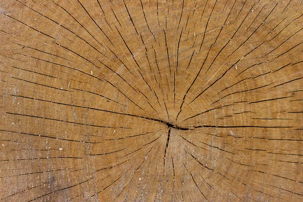 Macro Vista Ravvicinata Della Sezione Dell Albero Legno Tagliato Con — Foto Stock