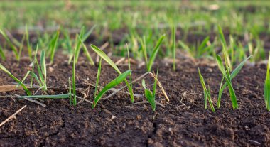 Arpa tarladaki topraktan filizlenir. Filizlenmiş tahıllar, tarım bitkilerinin yaprakları.