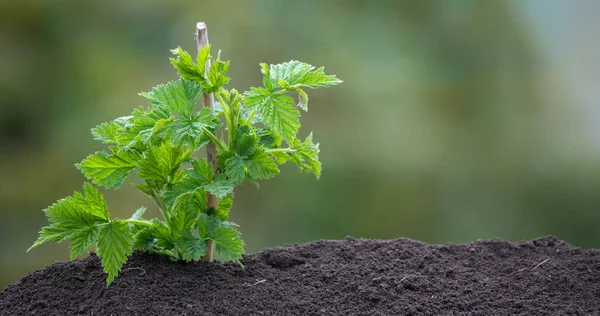 Een Jonge Frambozenspruit Groeit Uit Aarde Met Zonlicht Foto Een — Stockfoto