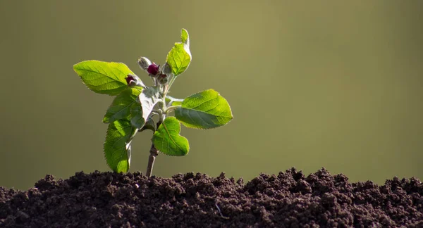 Een Kleine Appelboom Met Bloemen Ontsproot Uit Grond — Stockfoto