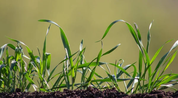 Germogli Grano Nel Terreno Primo Piano Uno Sfondo Verde Sfocato — Foto Stock