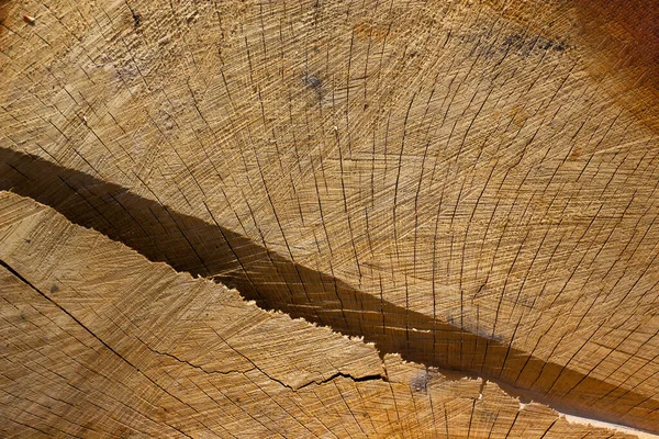 Wood Texture Section Cracks Background Close Large Recess Tree — 스톡 사진