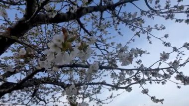 Mavi gökyüzünün arka planında çiçekli tatlı kiraz ağacı.