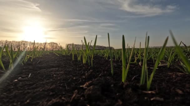 Wheat sprouts at sunset timelapse. Rows of sprouted young sprouts of wheat. — Vídeos de Stock