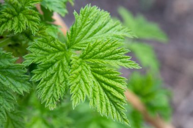 Baharda yetişen yeşil ahududu yaprağı