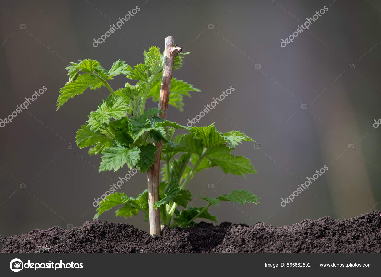 Raspberry Seedlings