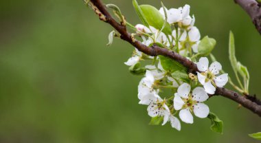 Armut ağacı dalları