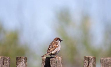 Eski ahşap bir çitin üzerindeki gri serçe