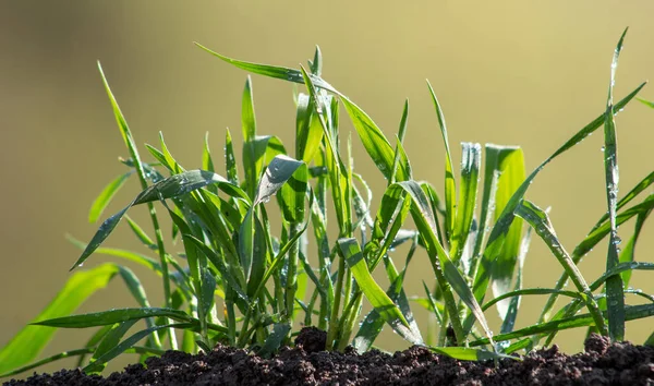 Germogli Grano Nel Terreno Primo Piano Uno Sfondo Verde Sfocato — Foto Stock