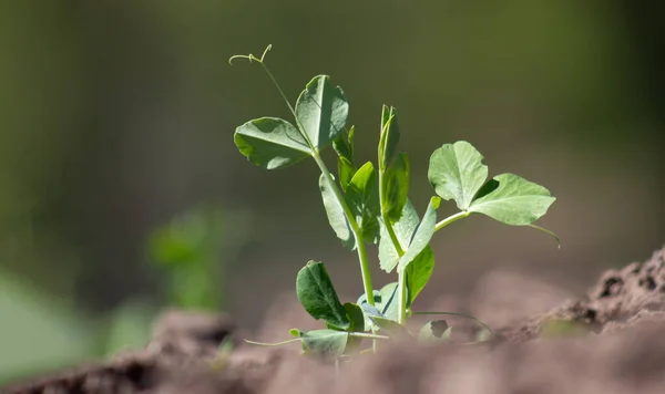 Sprout Pea Growing Soil — Stockfoto