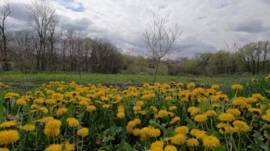 Sarı karahindiba baharda bahçede çiçek açtı..