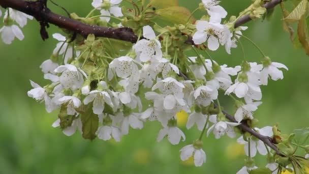 Gałąź wiśni z kwiatem, kwitnący sad wiśni. — Wideo stockowe