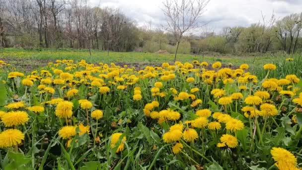 Jonge boomgaard in het voorjaar met bloeiende gele paardenbloem. — Stockvideo