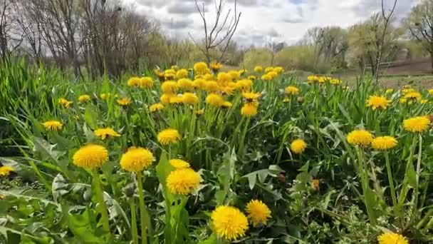 Yellow dandelion bloomed in spring in the garden. — Vídeos de Stock