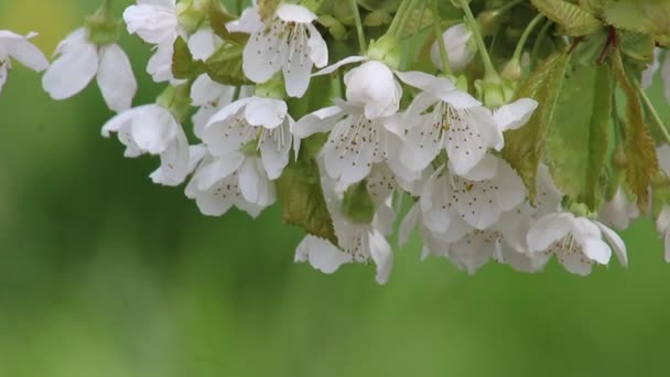 Ανθισμένο δενδρύλλιο κερασιάς, εστίαση. Λουλούδια με λευκά πέταλα και πράσινα φύλλα στο κοντινό κλαδί σε θολή φόντο bokeh. Άνθη και φύλλα ανθισμένου κλαδιού κερασιάς στον ανοιξιάτικο οπωρώνα — Αρχείο Βίντεο