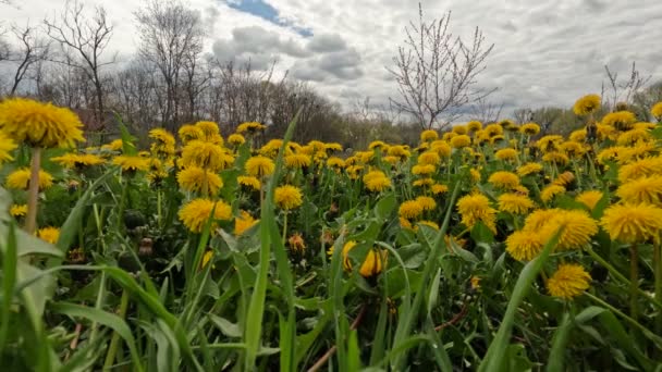 Timelapse of Beauty rural scene with blooming dandelions and horse — Stockvideo